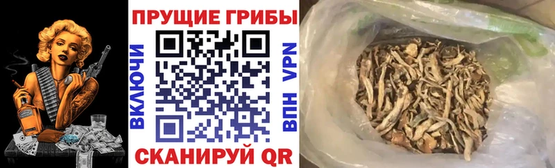 Галлюциногенные грибы мицелий  Кореновск 